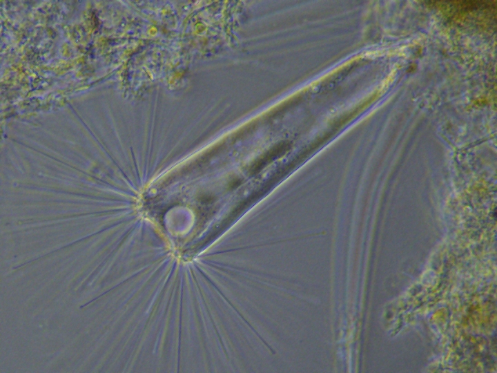 BRESSER MikroCam II 0.4 UHSP Hogesnelheidscamera voor Microscopen